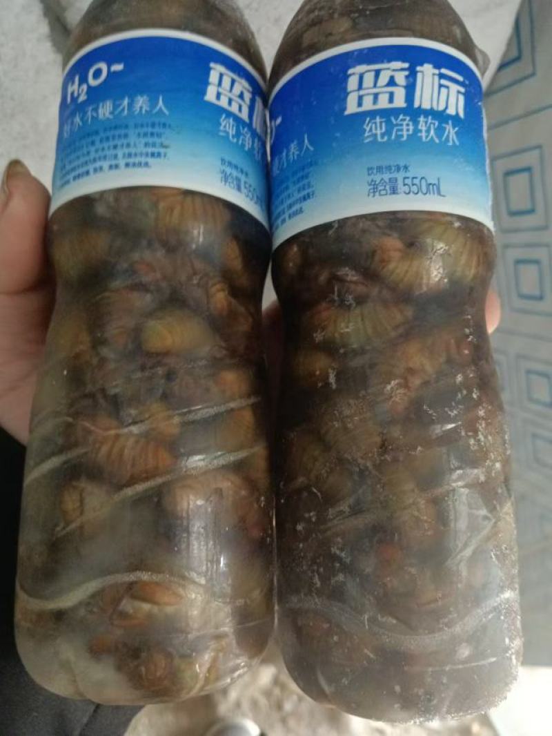 包邮杜仲金蝉大量供应，货源充足，量大从优支持零售批发。