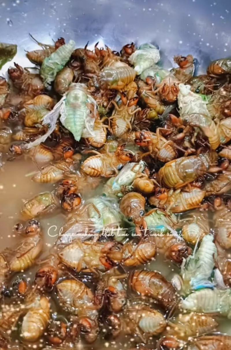 包邮杜仲金蝉大量供应，货源充足，量大从优支持零售批发。