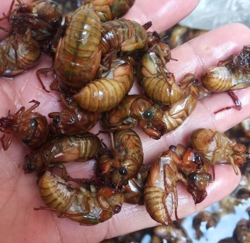 包邮杜仲金蝉大量供应，货源充足，量大从优支持零售批发。