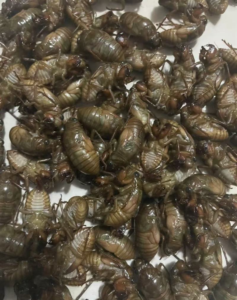 包邮杜仲金蝉大量供应，货源充足，量大从优支持零售批发。