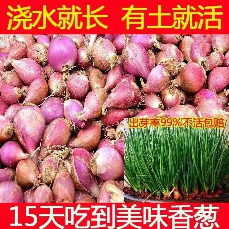 【产地直发】红葱头农家火葱头四季种植食用新鲜四季小香葱干