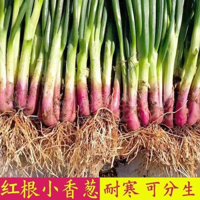 【产地直发】红葱头农家火葱头四季种植食用新鲜四季小香葱干