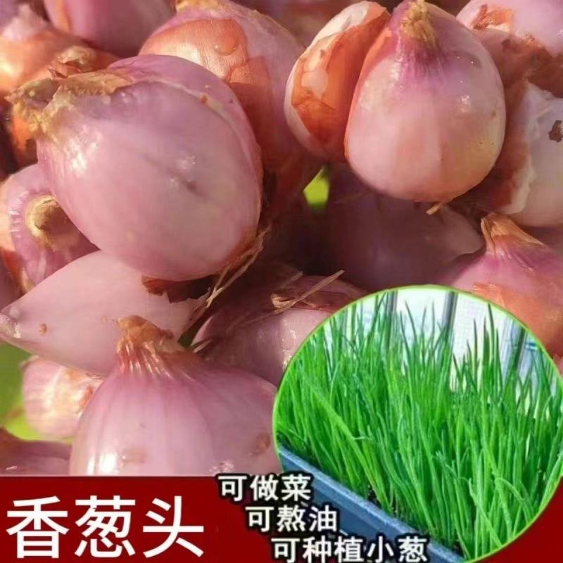 【产地直发】红葱头农家火葱头四季种植食用新鲜四季小香葱干