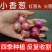 【产地直发】红葱头农家火葱头四季种植食用新鲜四季小香葱干