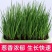 【产地直发】红葱头农家火葱头四季种植食用新鲜四季小香葱干