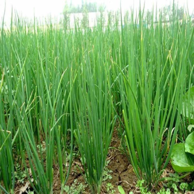 【产地直发】红葱头农家火葱头四季种植食用新鲜四季小香葱干