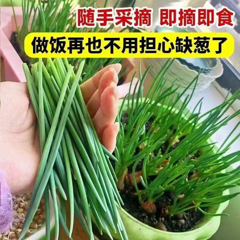 【产地直发】红葱头农家火葱头四季种植食用新鲜四季小香葱干
