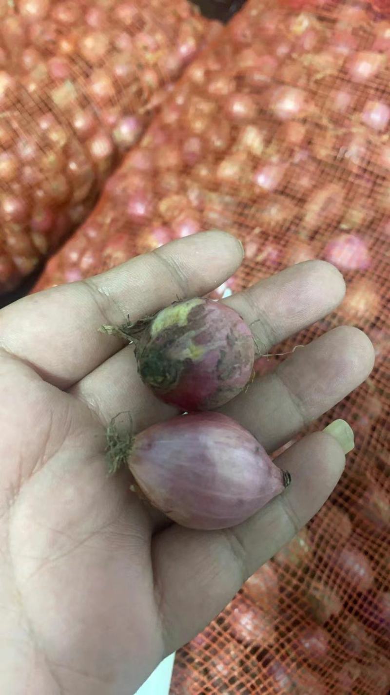 【产地直发】红葱头农家火葱头四季种植食用新鲜四季小香葱干