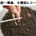 【产地直发】红葱头农家火葱头四季种植食用新鲜四季小香葱干