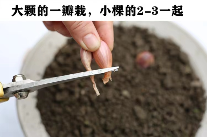 【产地直发】红葱头农家火葱头四季种植食用新鲜四季小香葱干