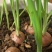 【产地直发】红葱头农家火葱头四季种植食用新鲜四季小香葱干