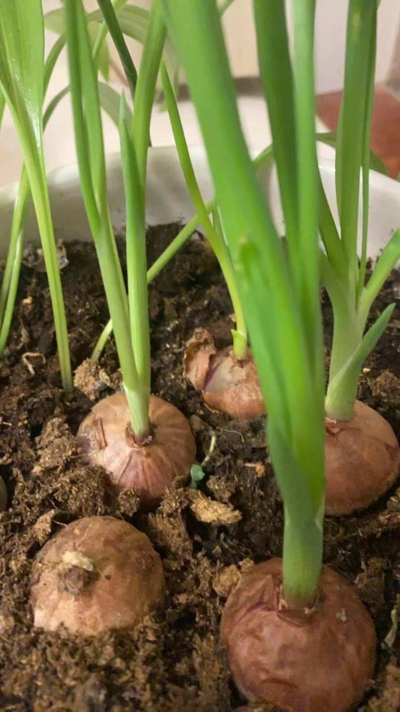 【产地直发】红葱头农家火葱头四季种植食用新鲜四季小香葱干