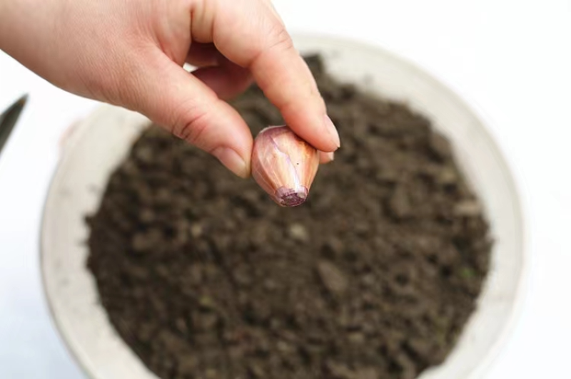 【产地直发】红葱头农家火葱头四季种植食用新鲜四季小香葱干