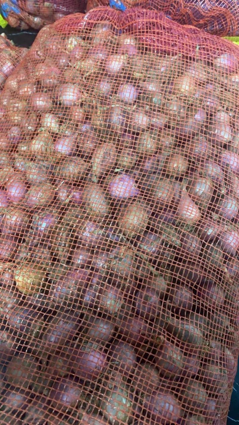 【产地直发】红葱头农家火葱头四季种植食用新鲜四季小香葱干