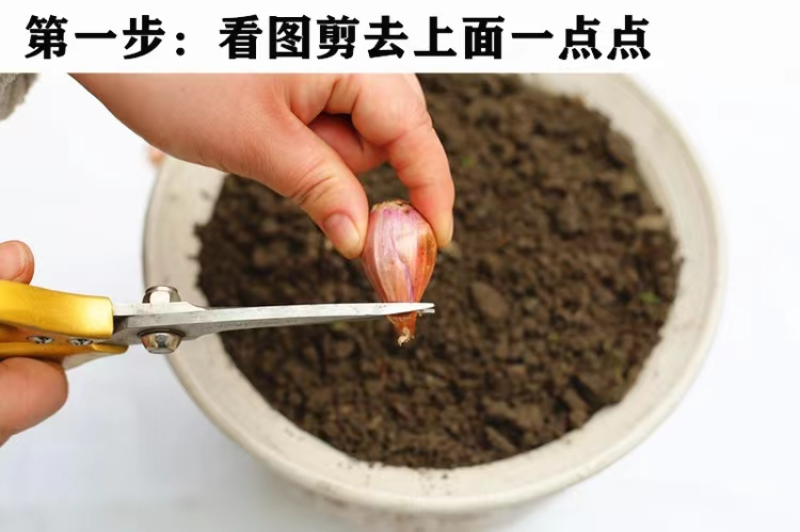 【产地直发】红葱头农家火葱头四季种植食用新鲜四季小香葱干