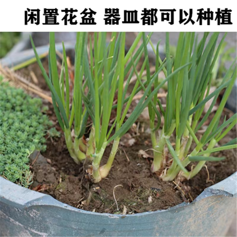 【产地直发】红葱头农家火葱头四季种植食用新鲜四季小香葱干