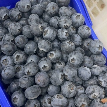 蓝莓各种品种规格云南产区直发保质保量供货