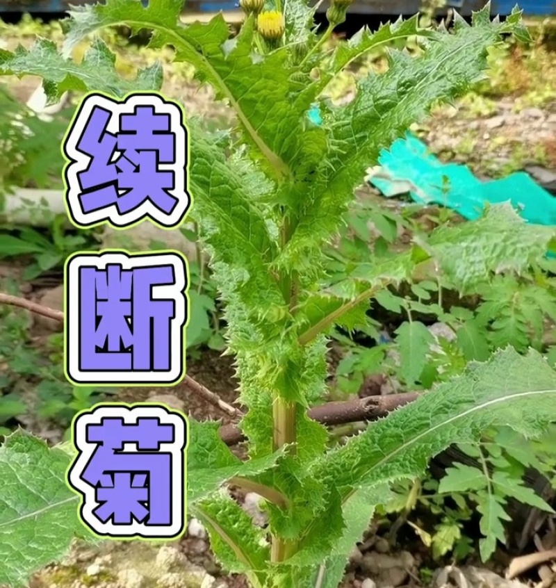续断菊鲜货新鲜采摘新货现发量大从优无污染无添加