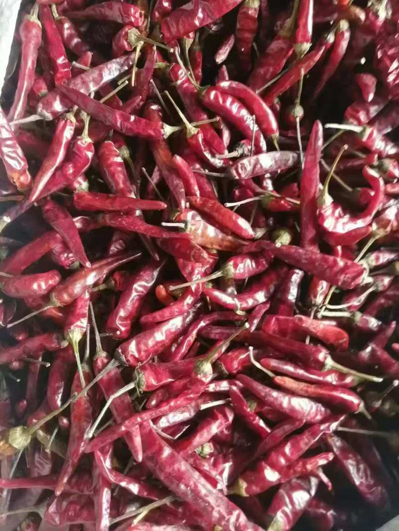 艳椒，世农，1500吨，
