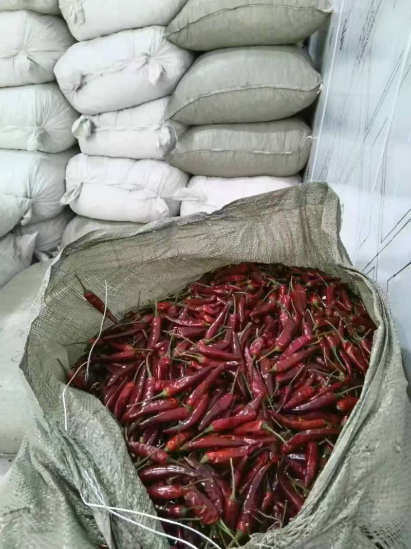 艳椒，世农，1500吨，