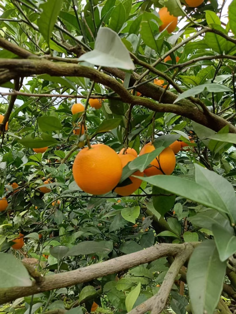 【实力推荐】重庆本地纽荷尔可视频看货对接全国
