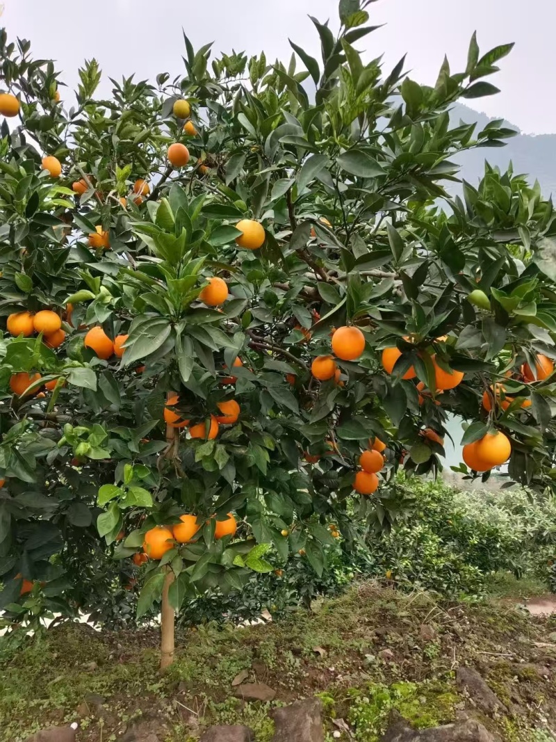 【实力推荐】重庆本地纽荷尔可视频看货对接全国