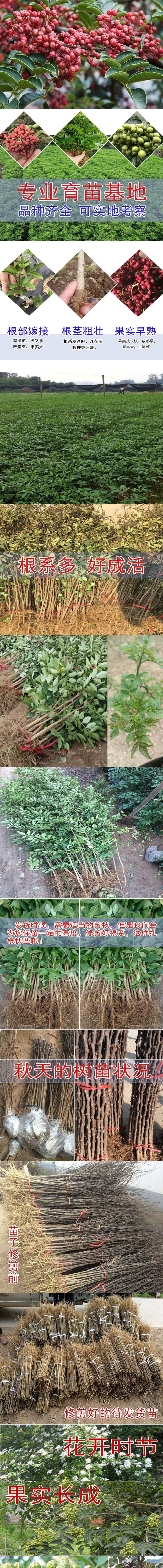 大红袍花椒苗两公分以上基地直发保质保量供货
