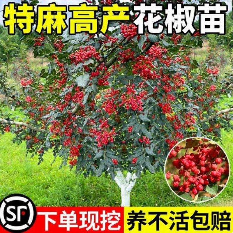 大红袍花椒苗两公分以上基地直发保质保量供货