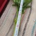 新鲜西芹农家自种嫩芯芹菜现拔现发欢迎选购