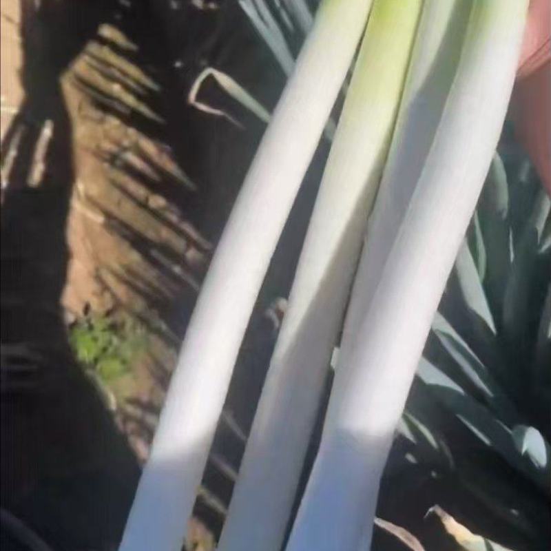 精品铁杆大葱，产地直发，货源充足，价格便宜，欢迎来电