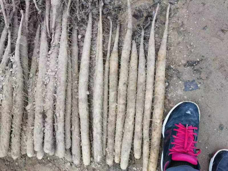 精品双棒山药，产地直供价格合理/对接批发市场超市电商