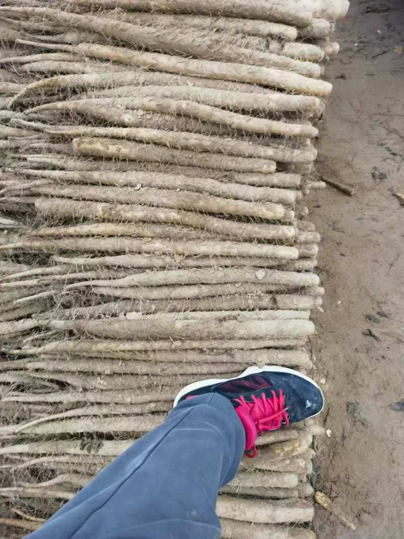 精品双棒山药，产地直供价格合理/对接批发市场超市电商
