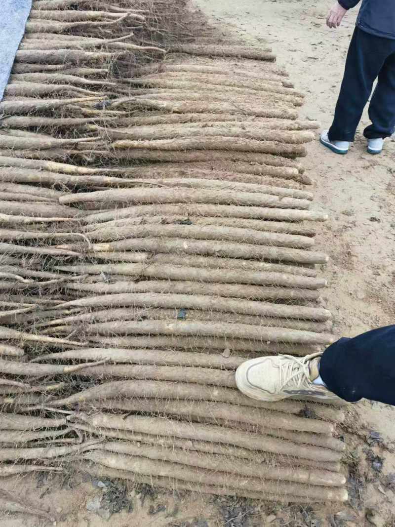 精品双棒山药，产地直供价格合理/对接批发市场超市电商