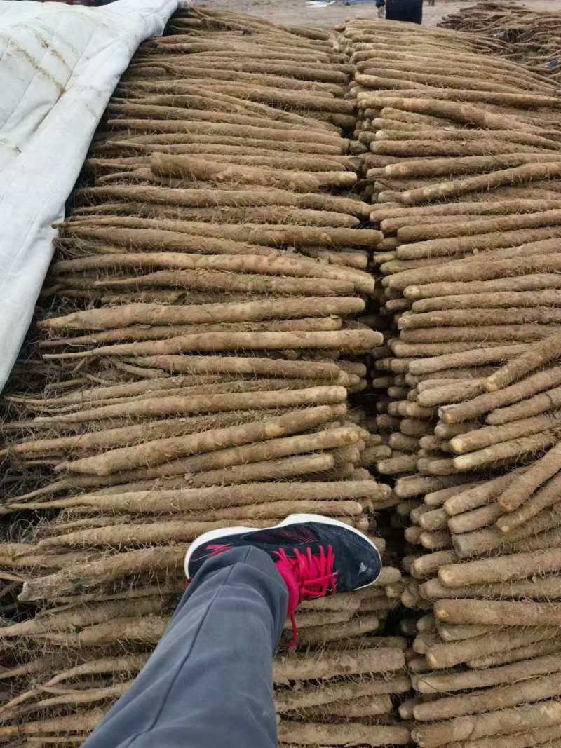 精品双棒山药，产地直供价格合理/对接批发市场超市电商