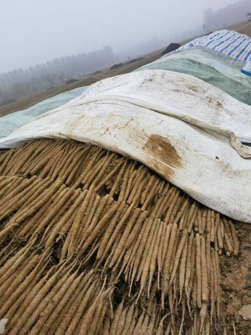 精品双棒山药，产地直供价格合理/对接批发市场超市电商
