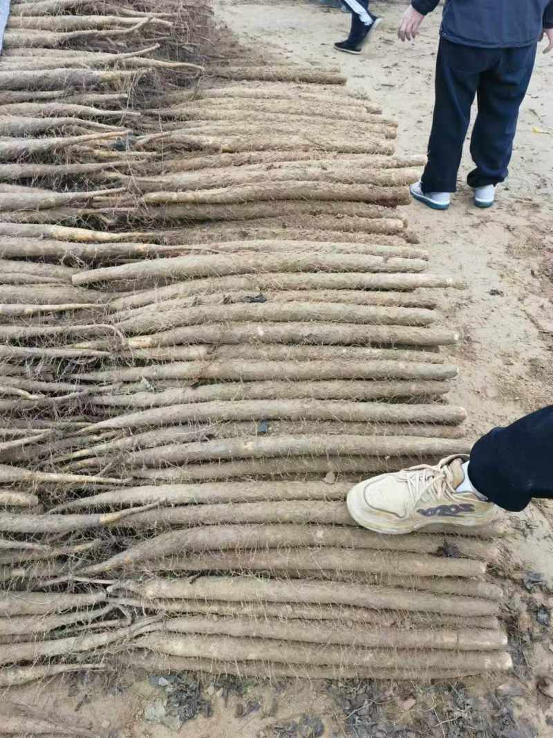 精品双棒山药，产地直供价格合理/对接批发市场超市电商