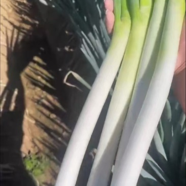 精品铁杆大葱，产地直发，货源充足，价格便宜，欢迎来电