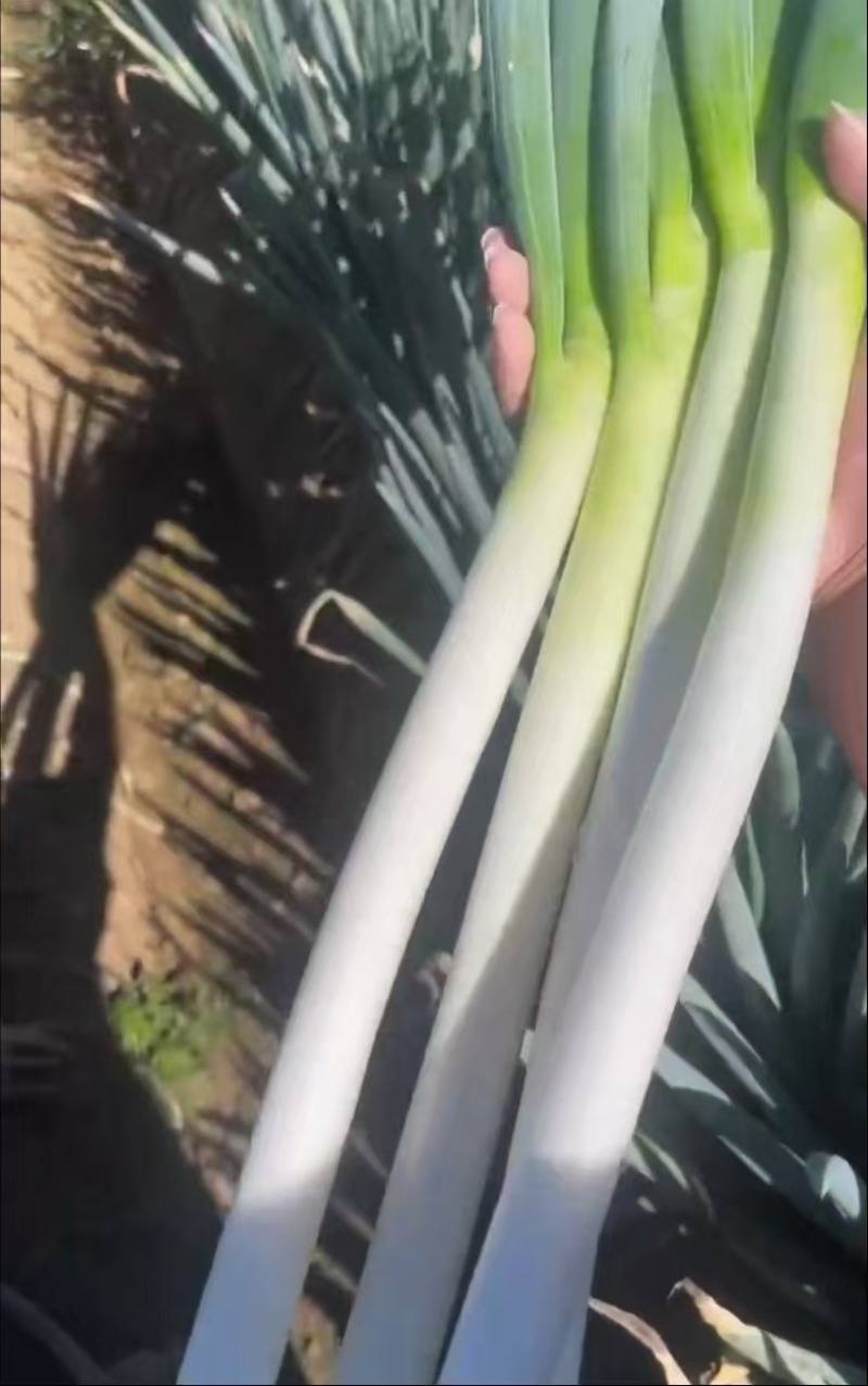 精品铁杆大葱，产地直发，货源充足，价格便宜，欢迎来电