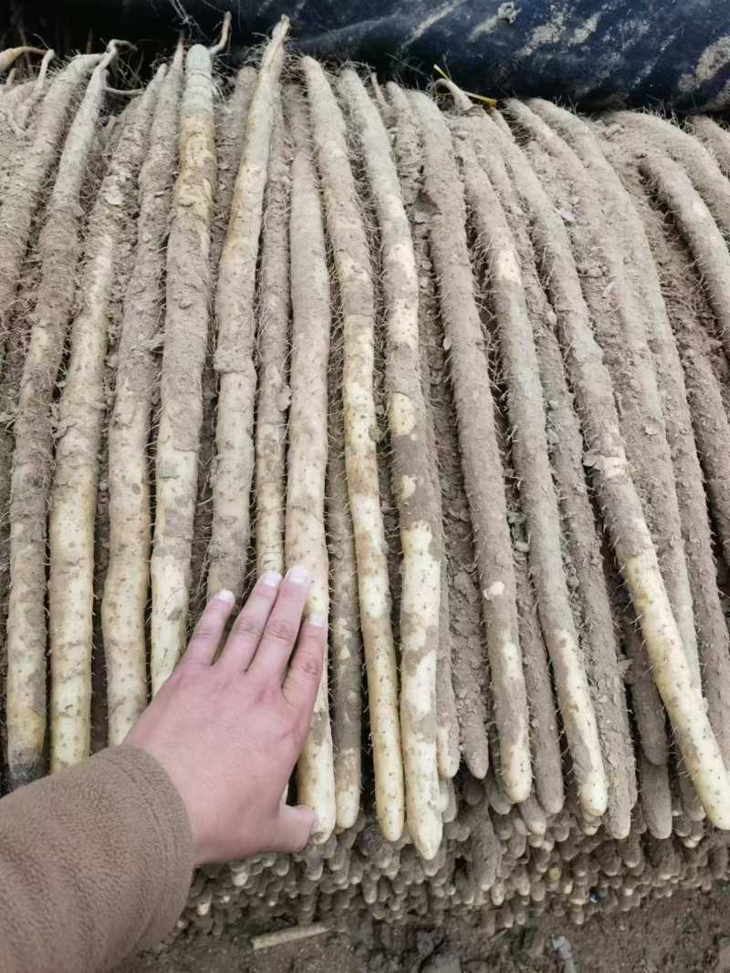 安阳内黄县小白嘴山药/质量保证价格低/对接超市商场