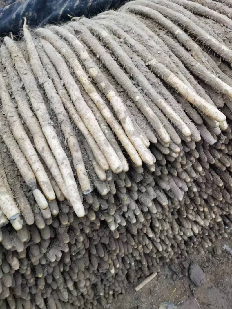 安阳内黄县小白嘴山药/质量保证价格低/对接超市商场