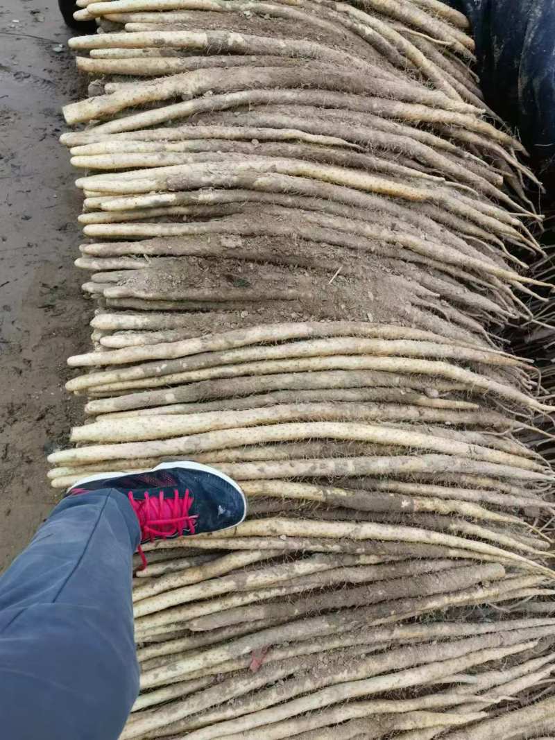 安阳内黄县小白嘴山药/质量保证价格低/对接超市商场