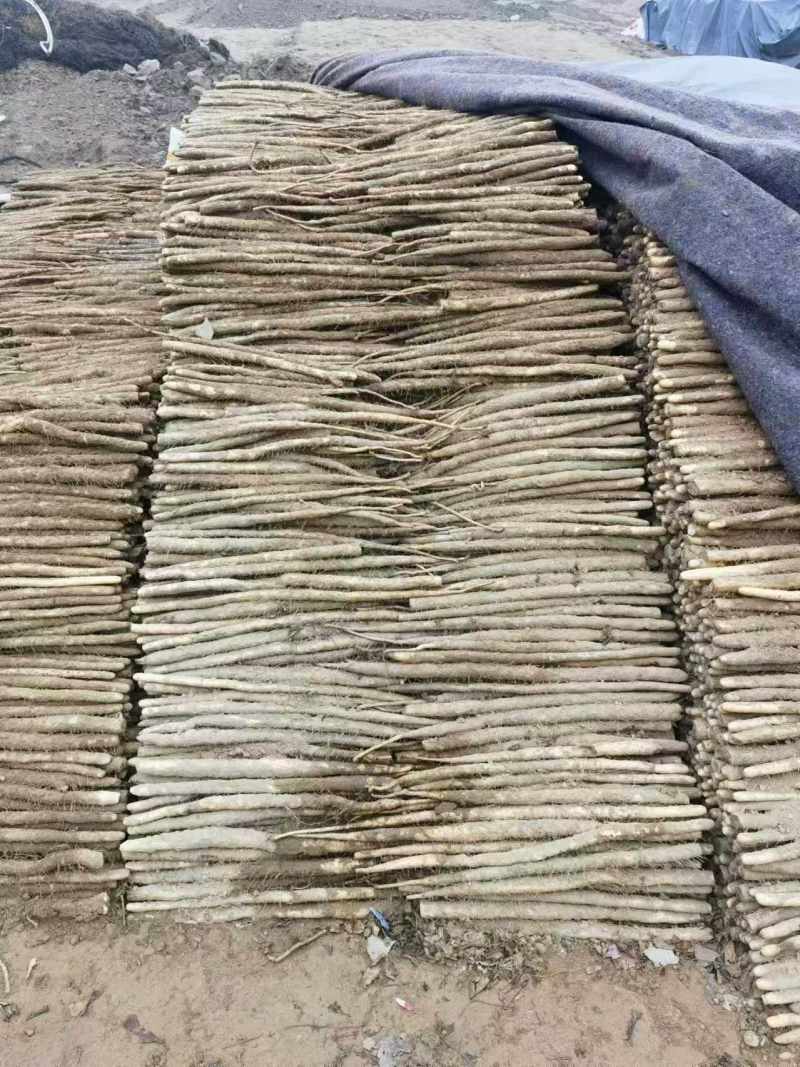 安阳内黄县小白嘴山药/质量保证价格低/对接超市商场