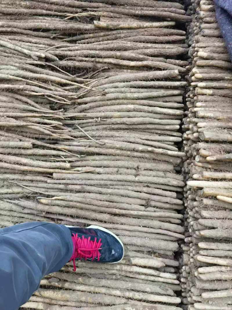 安阳内黄县小白嘴山药/质量保证价格低/对接超市商场