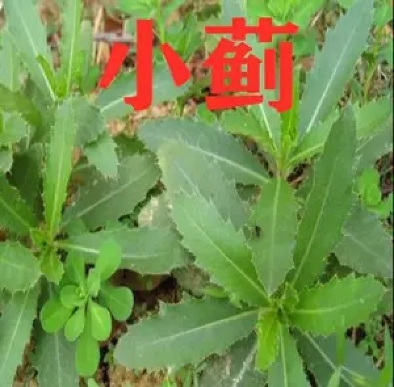 小蓟刺鲜货新鲜采摘新货现发量大从优无污染无添加
