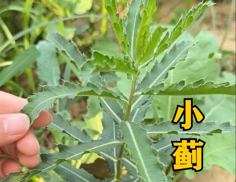 小蓟刺鲜货新鲜采摘新货现发量大从优无污染无添加