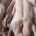 广东清远黑棕鹅，新鲜现杀，各种规格。