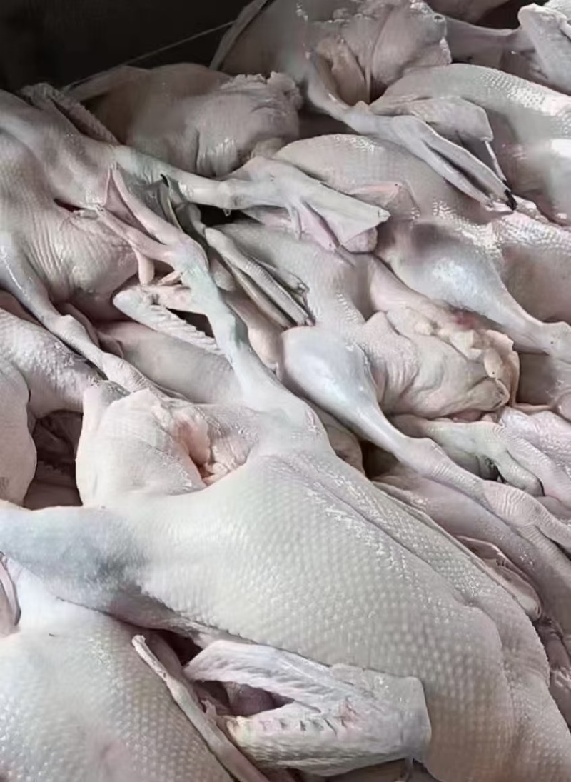 广东清远黑棕鹅，新鲜现杀，各种规格。