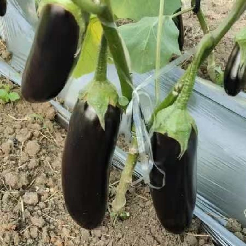 茄子