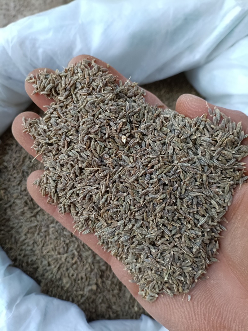 新疆孜然/味道纯正/香味很浓/颗粒饱满/色泽均匀/精选货