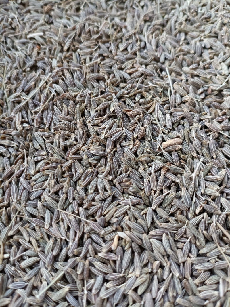 新疆孜然/味道纯正/香味很浓/颗粒饱满/色泽均匀/精选货